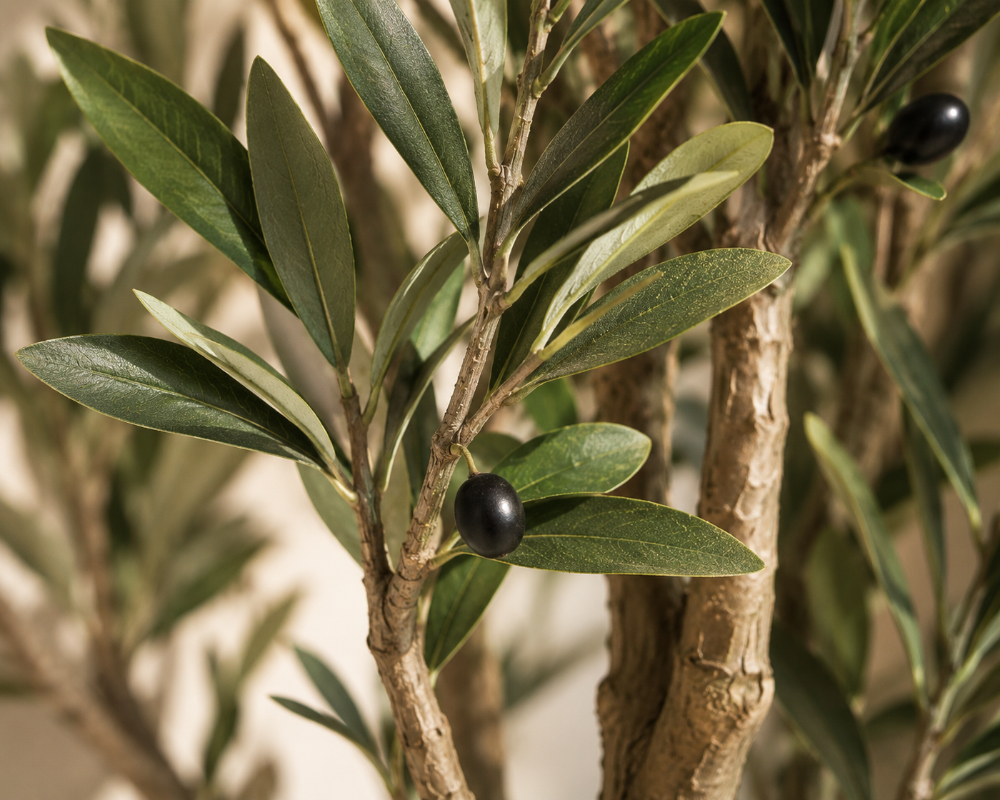 Bellavero Olive Tree
