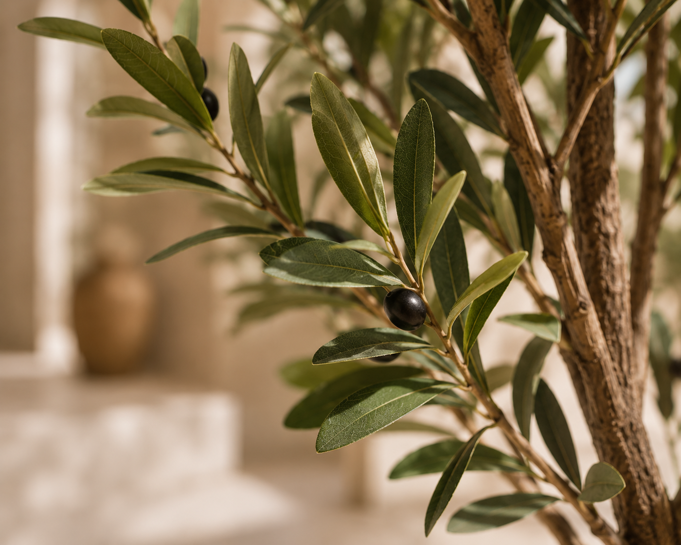Valenti Olive Tree