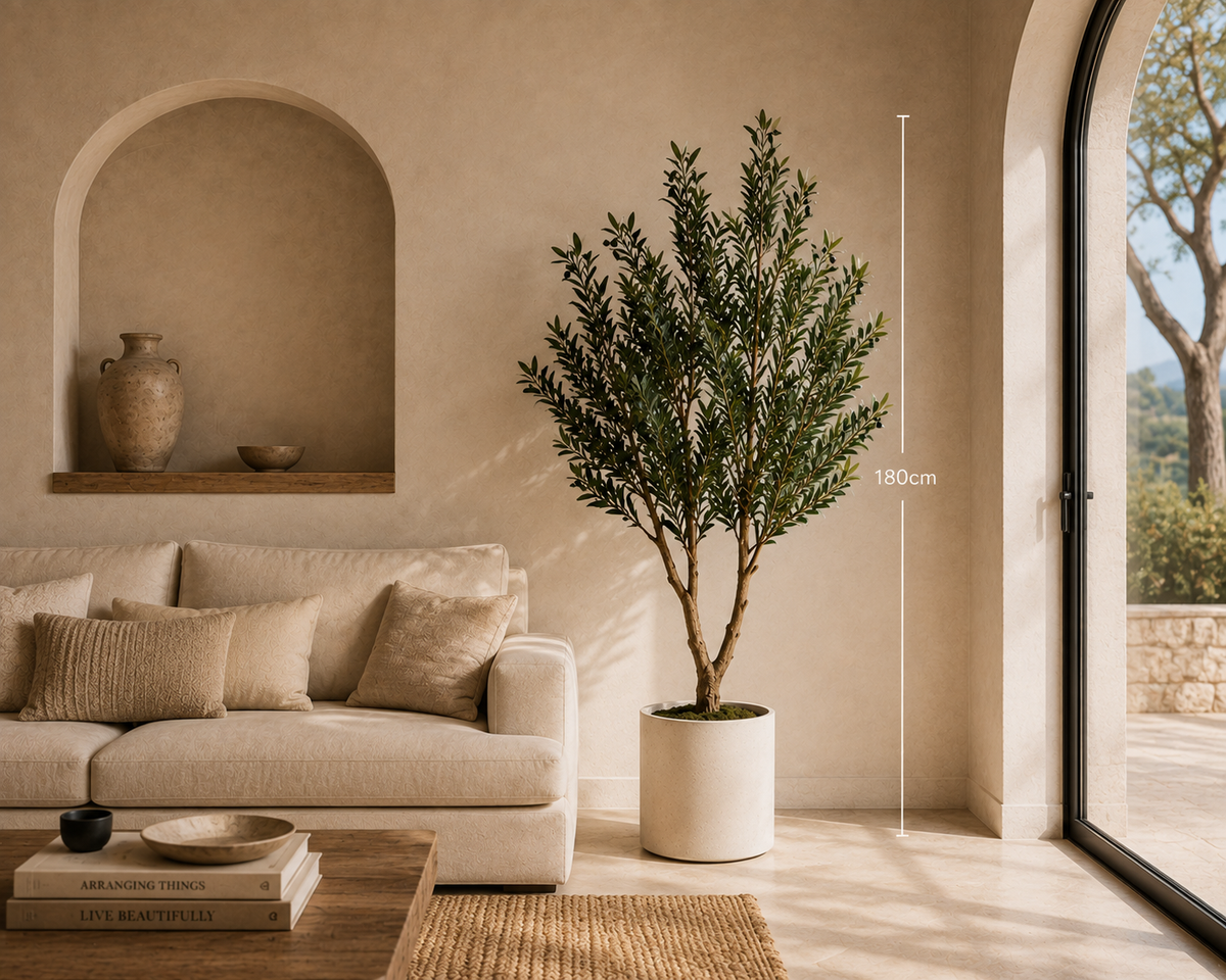 Valenti Olive Tree