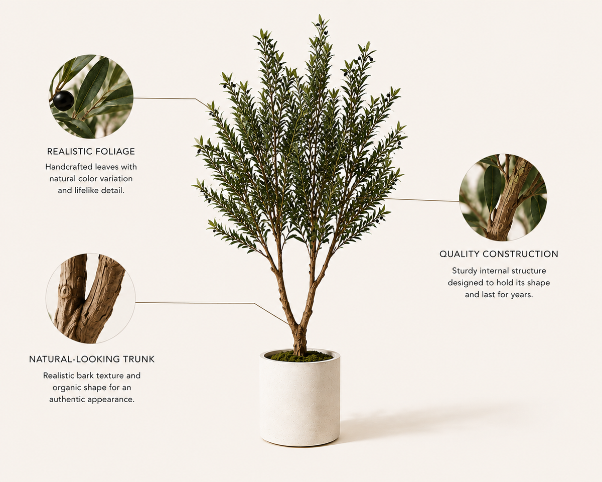 Valenti Olive Tree
