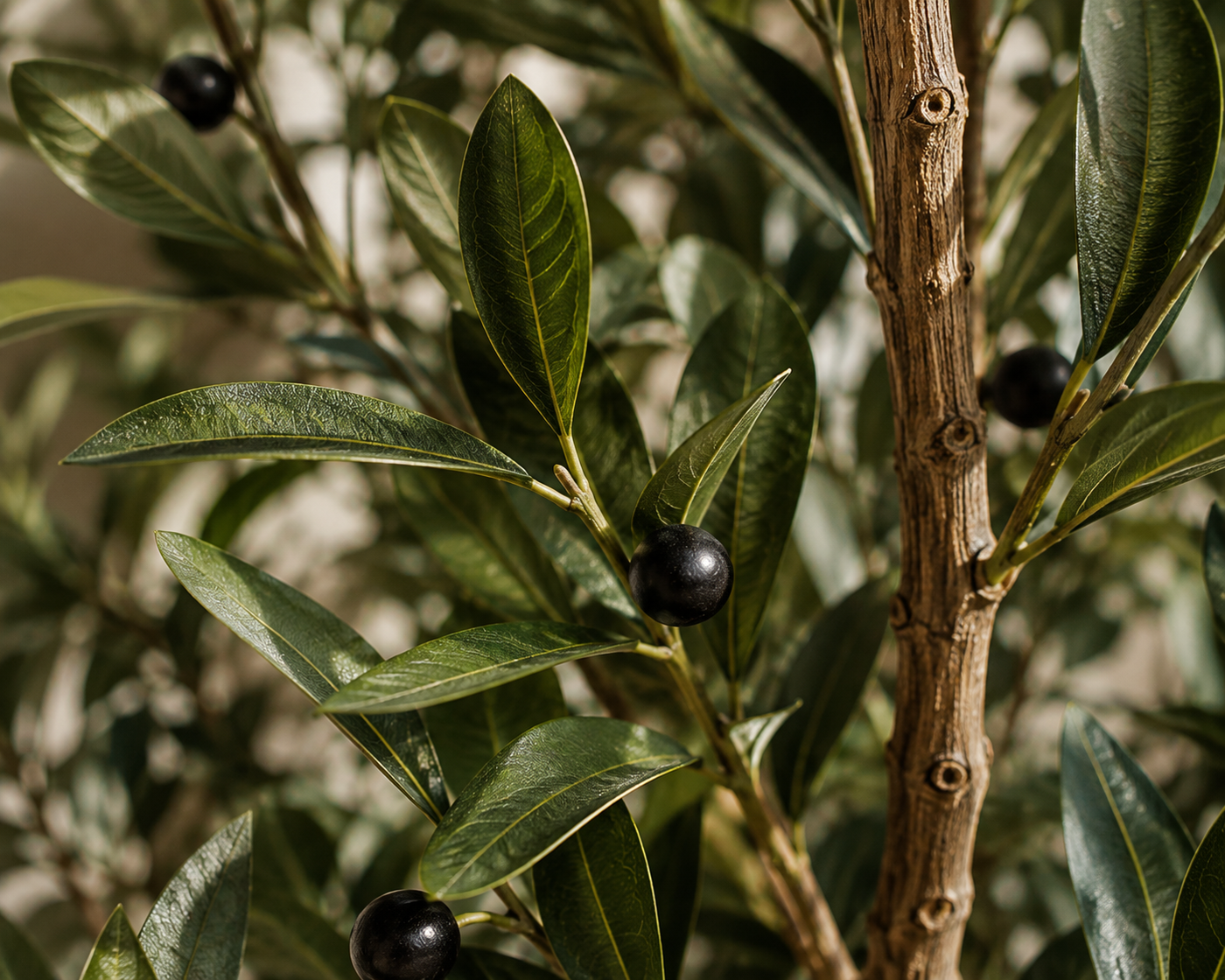 Montarello Olive Tree