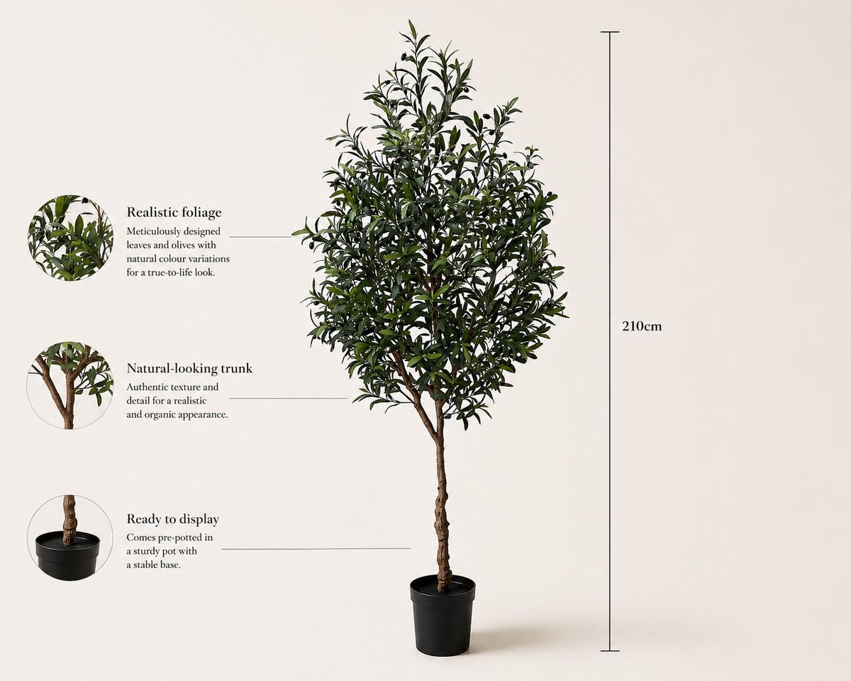 Montarello Olive Tree