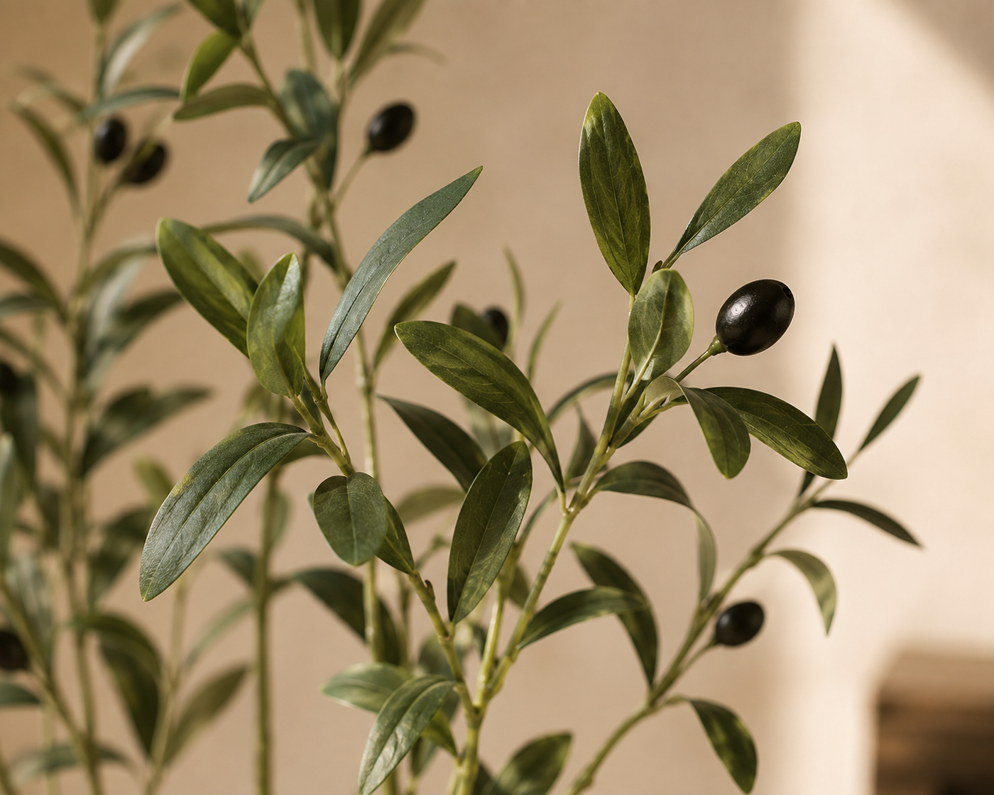 Fiorenza Olive Tree