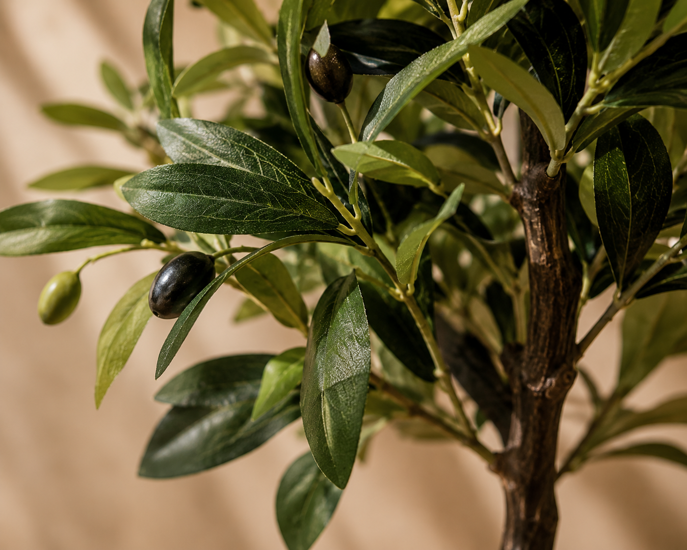 Salvatore Olive Tree