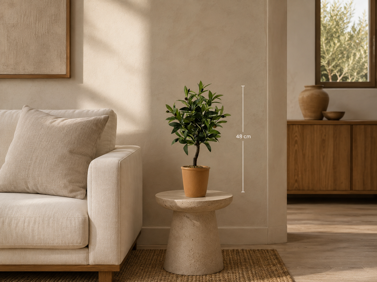 Salvatore Olive Tree