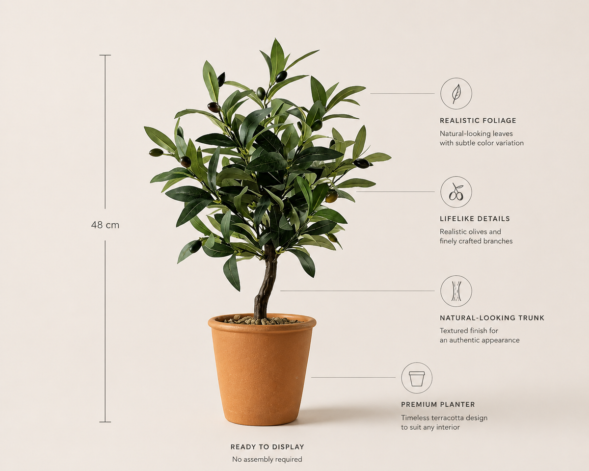 Salvatore Olive Tree