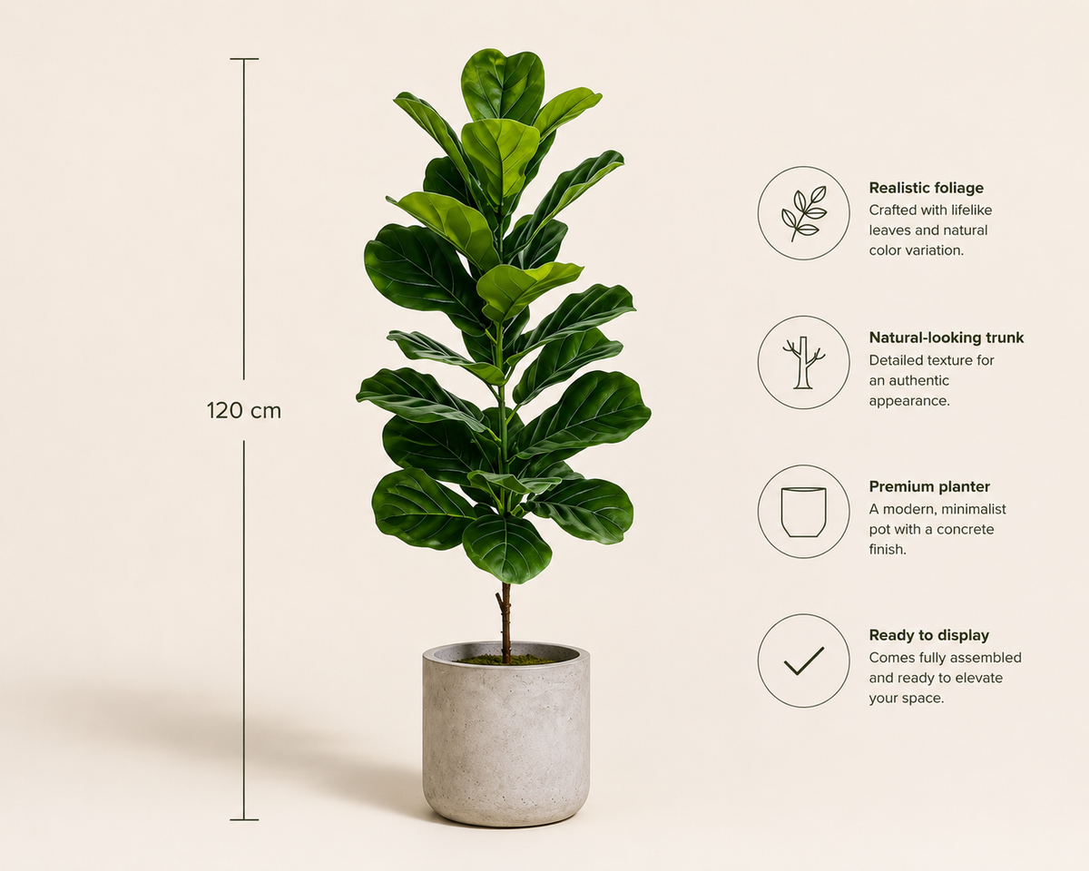 Aurelia Plant