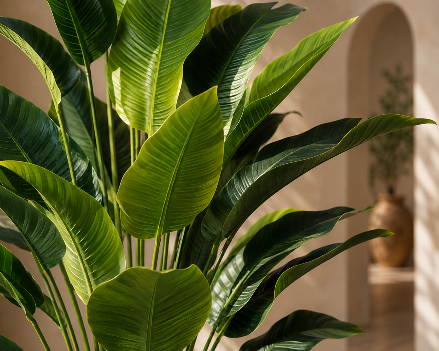 Lorenzo Plant