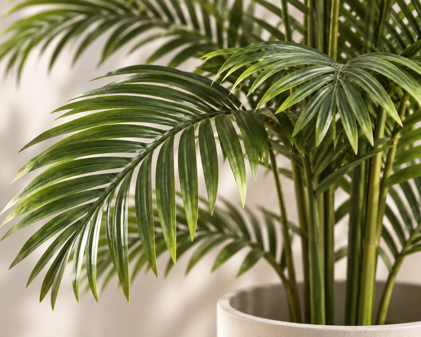 Celestina Plant