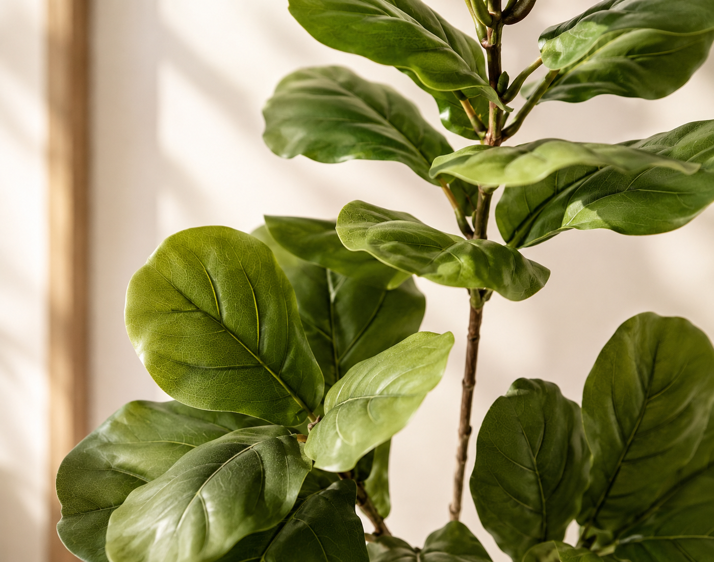 Marcelli Plant
