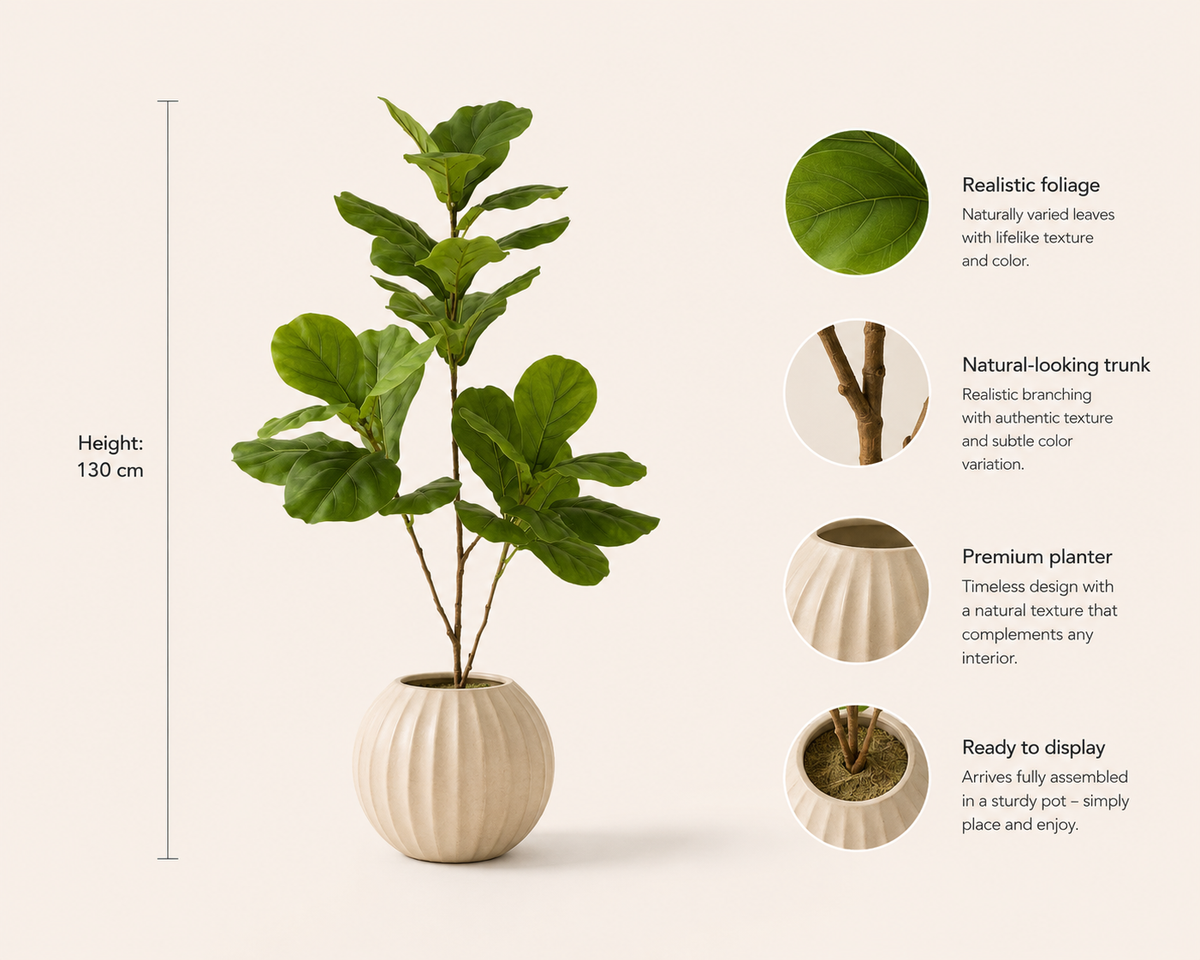 Marcelli Plant