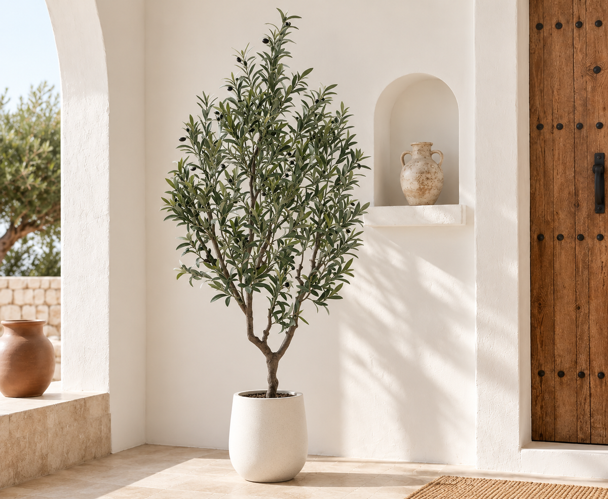 The olive tree that neverdrops a leaf.