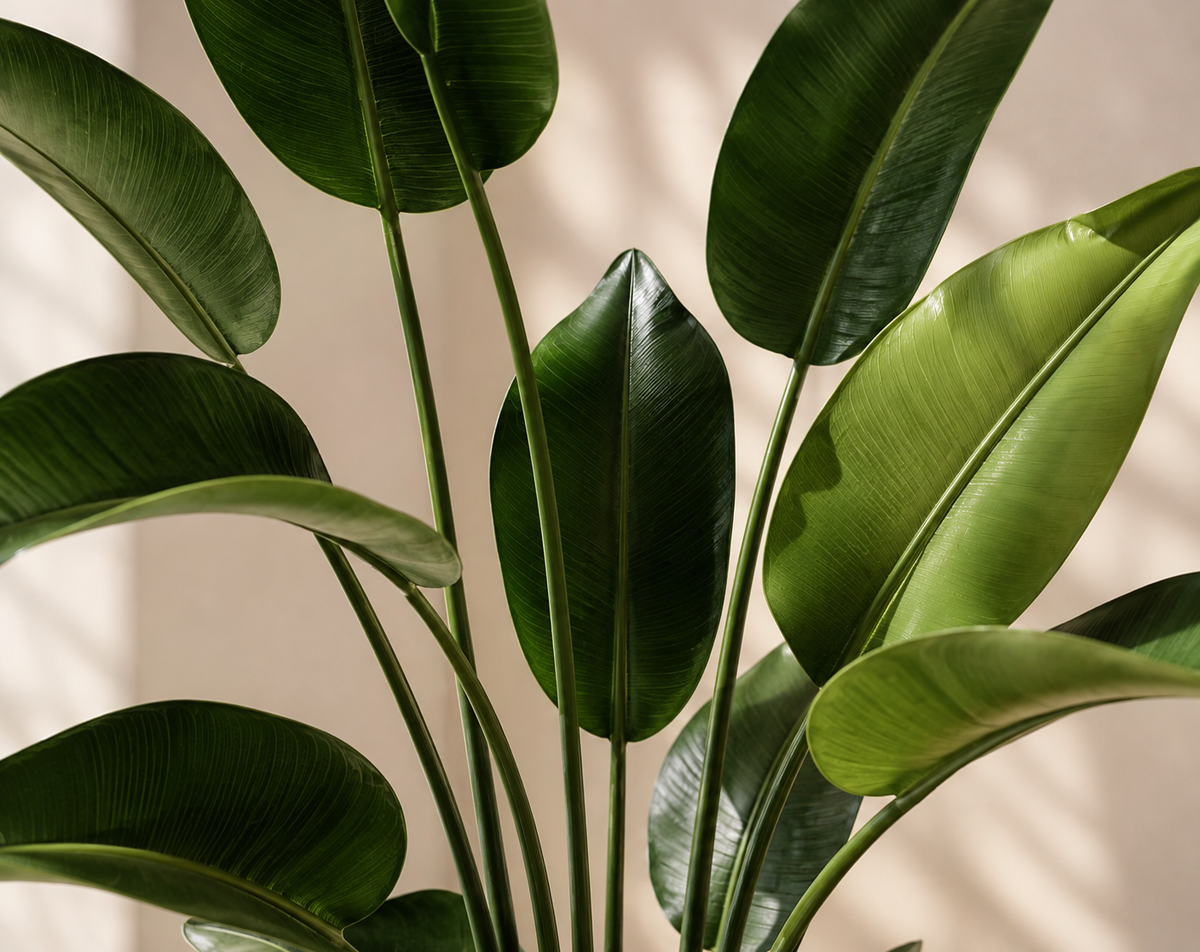Elara Plant