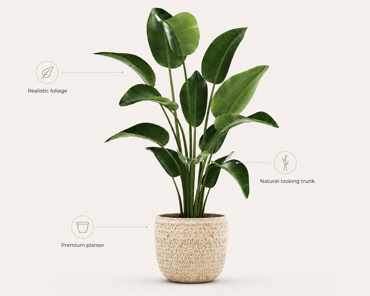 Elara Plant