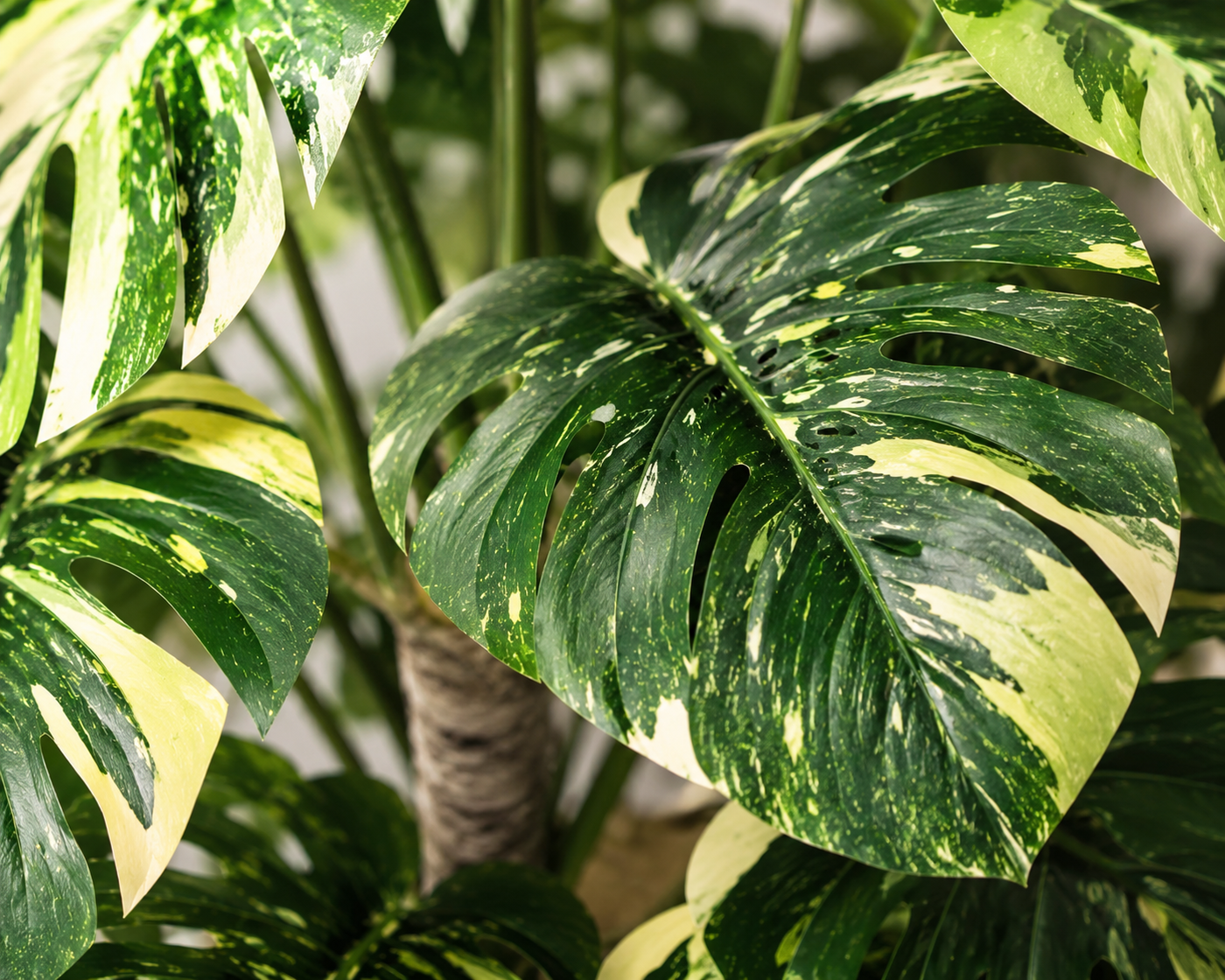 Rosetti Plant