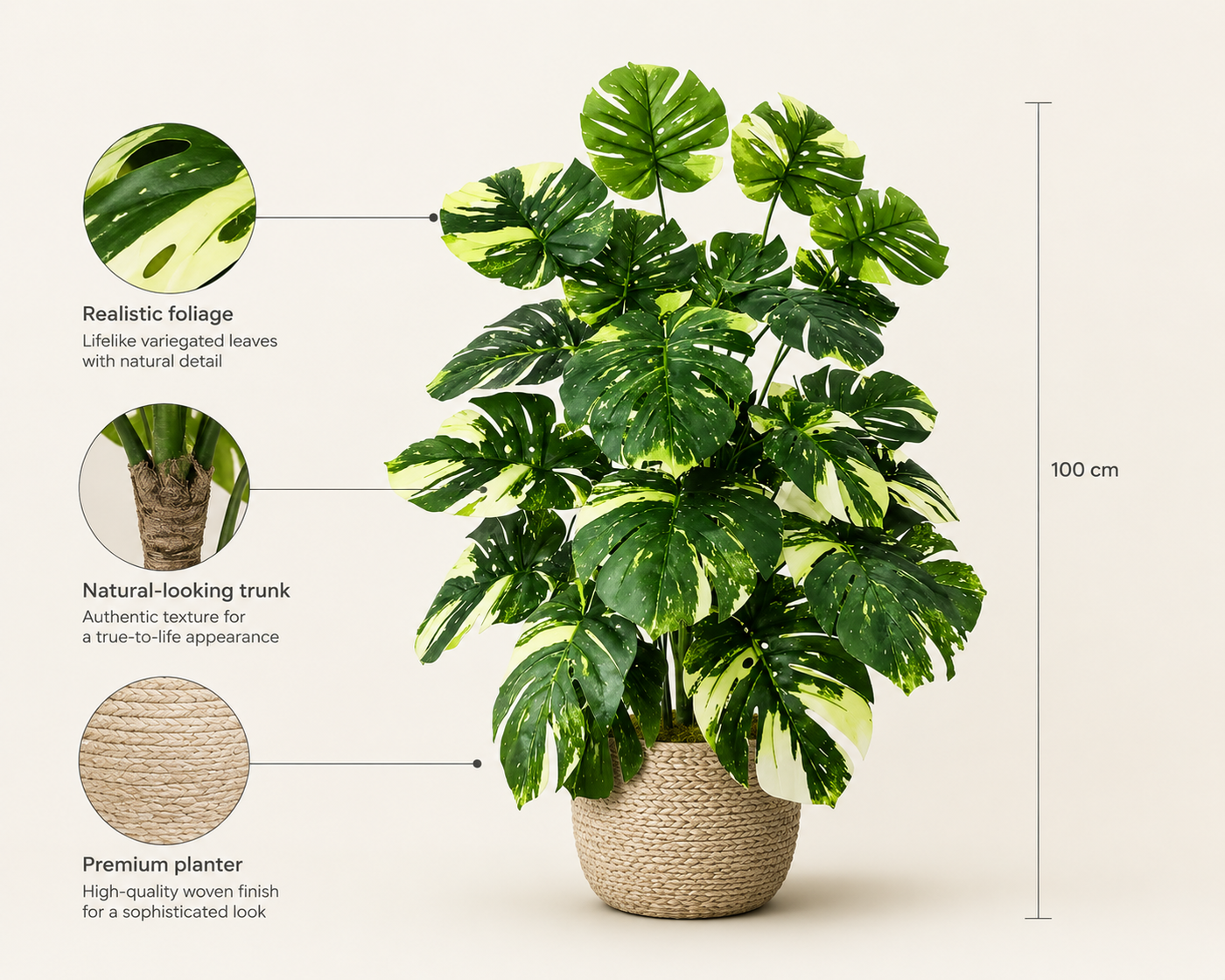 Rosetti Plant